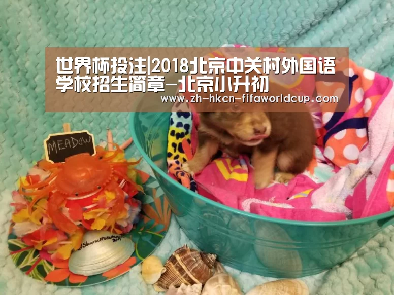 世界杯投注|2018北京中关村外国语学校招生简章-北京小升初(图2) 世界杯投注